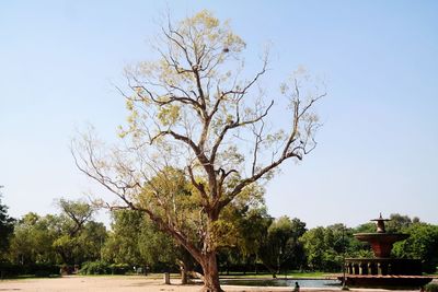Bare tree against clear sky