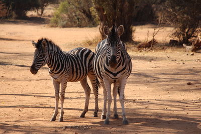 Zebra standing on dirt field