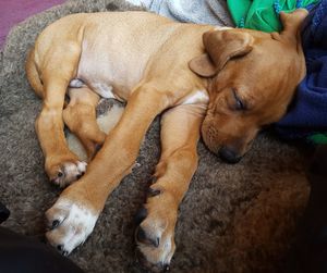 Close-up of dog lying on blanket