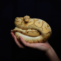 Hand holding royal python on black background
