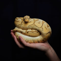 Close-up of human hand holding cup against black background