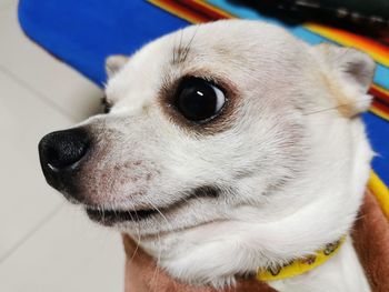 Close-up of dog looking away