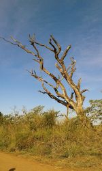 Bare tree against clear blue sky