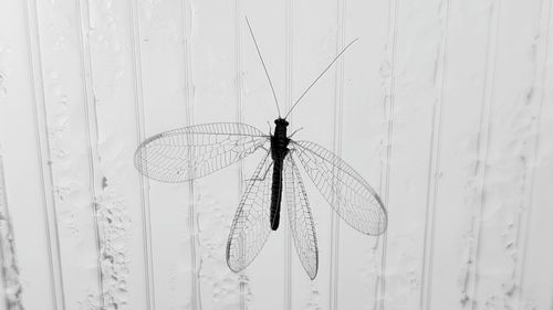 Close-up of dragonfly on wall