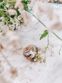 High angle view of snail