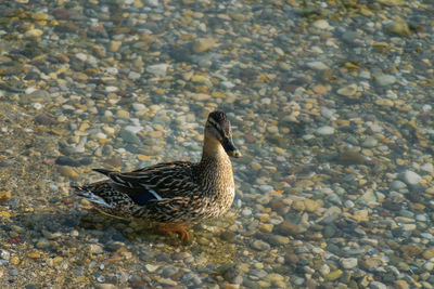 High angle view of duck swimming in lake