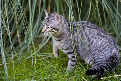 Tabby cat sitting on grass