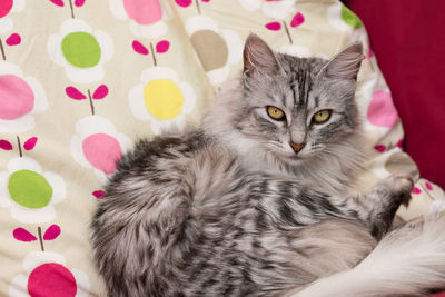 Portrait of cat resting on bed