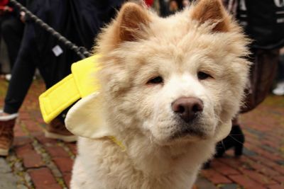 Close-up portrait of dog