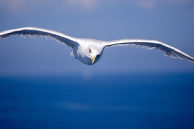 Low angle view of bird flying against blue sky