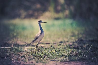 Gray heron on grass