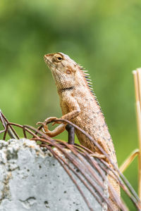 Close-up of lizard