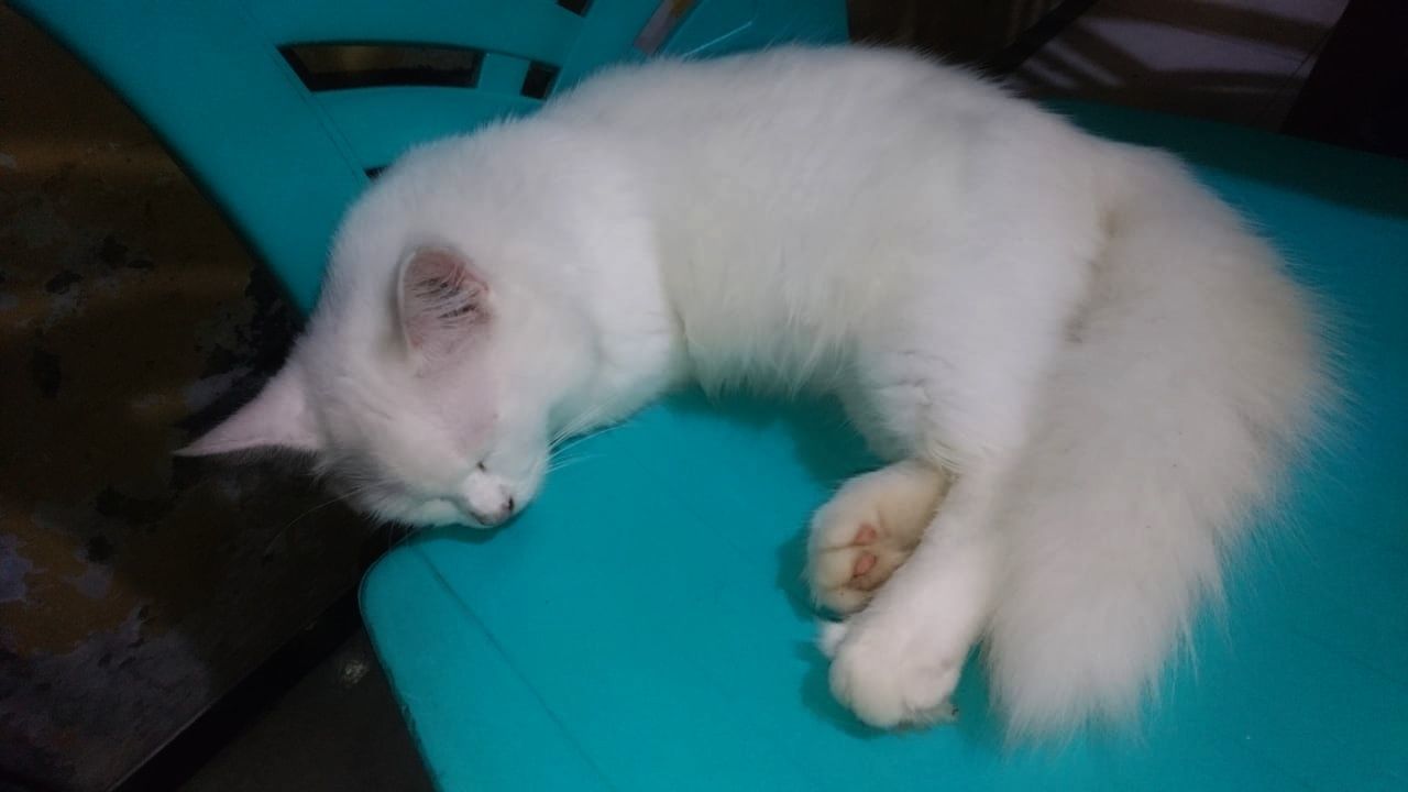 CLOSE-UP OF WHITE CAT SLEEPING