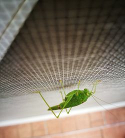 Close-up of spider on leaf