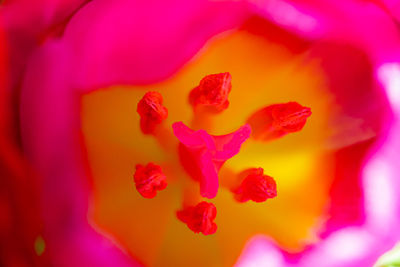 Close-up of pink rose flower