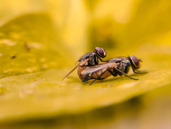 Close-up of fly