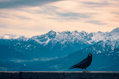 Bird perching on mountain against sky