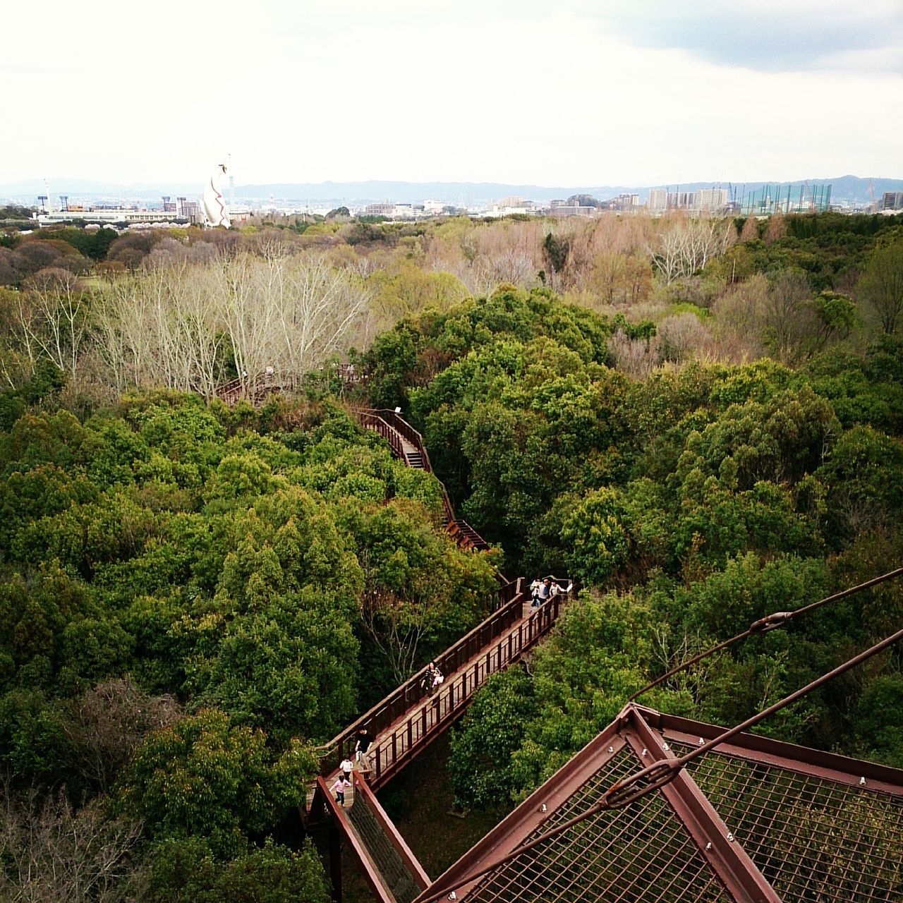 万博記念公園内 ソラード（森の空中観察路）