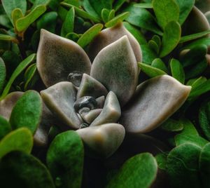 Full frame shot of fresh green plants