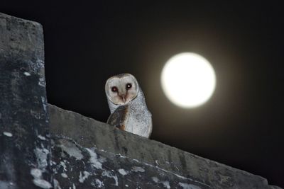 Low angle portrait of owl on illuminated at night