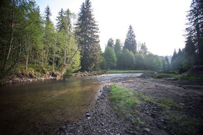 Scenic view of river in forest against sky