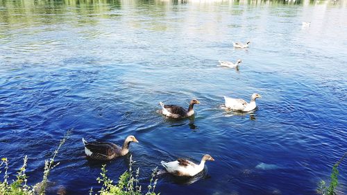 High angle view of ducks swimming in lake