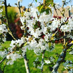 Close-up of fresh flowers on tree