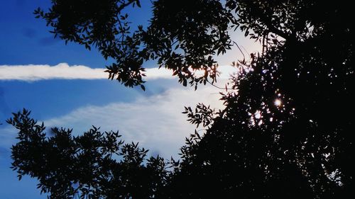 Low angle view of trees against sky