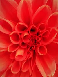 Full frame shot of red flower