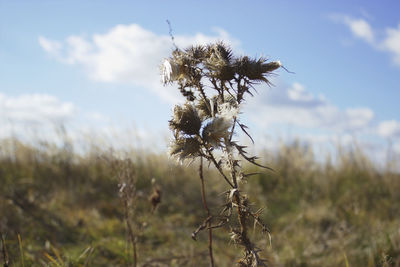 Close-up of plants growing on field