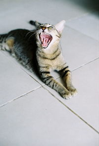 Close-up of a cat yawning