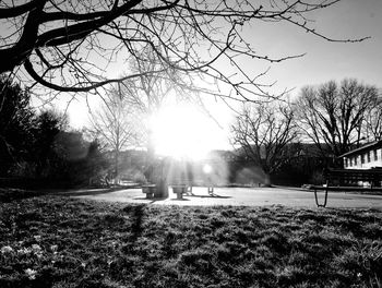 Sun shining through trees