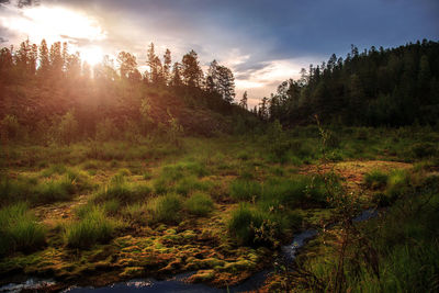 Scenic view of grassy field