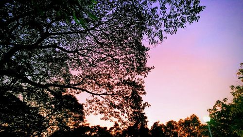 Low angle view of cherry blossoms against sky during sunset