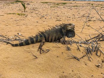 High angle view of lizard on sand