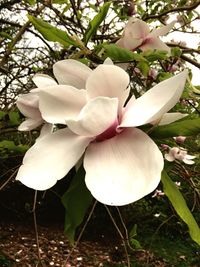 Close-up of white flower blooming on tree