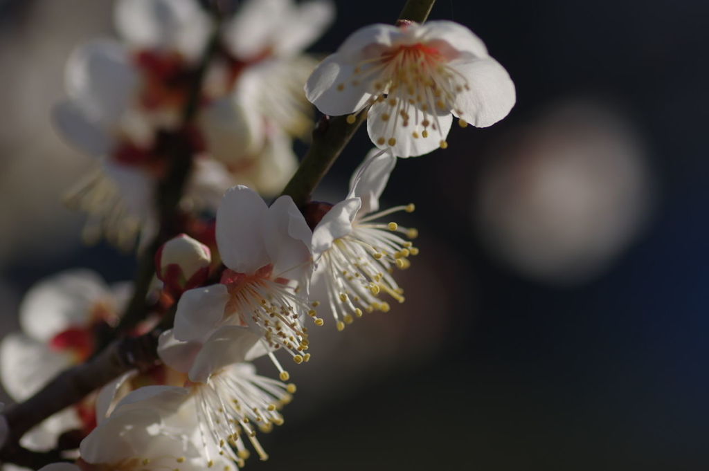 CLOSE-UP OF WHITE FLOWERS ON TREE