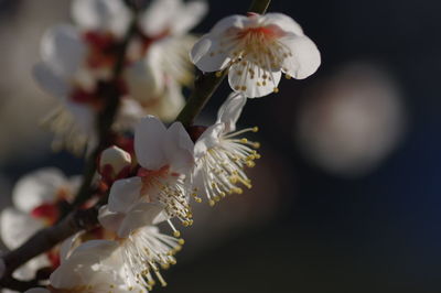 Close-up of white flowers