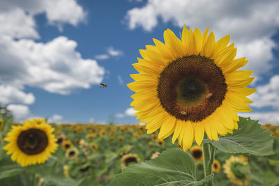 Close-up of yellow sunflower against sky