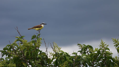 Low angle view of bird perching on a plant