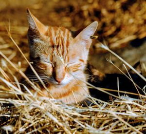 Close-up of a cat