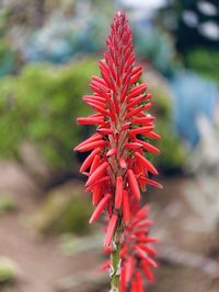 Close-up of red flowering plant