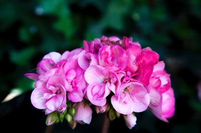 Close-up of pink flowers