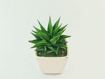 Close-up of potted plant against white background