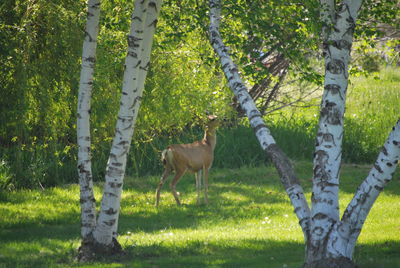 Horse standing on tree trunk in field