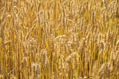 Agriculture and arable farming with cereals