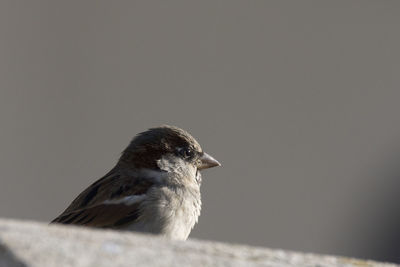 Close-up of bird perching outdoors