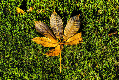 High angle view of dry leaf on grass