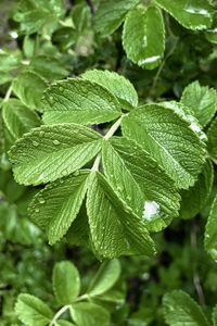 Close-up of dew drops on leaves