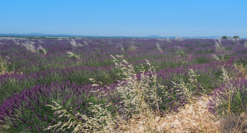 Plants growing on landscape against blue sky